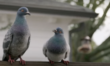 Steve Buscemi Discusses Voicing a Pigeon for DirecTV Campaign